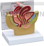 Female Pelvis Anatomy Model Cross-section